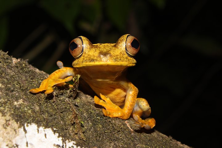 Tropical Escape: 3 Days Amazon Rainforest Tour from Quito