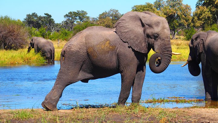 Chobe Safari Day Trip From Livingstone