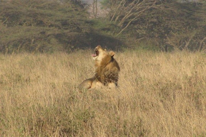 Nairobi National Park Tour