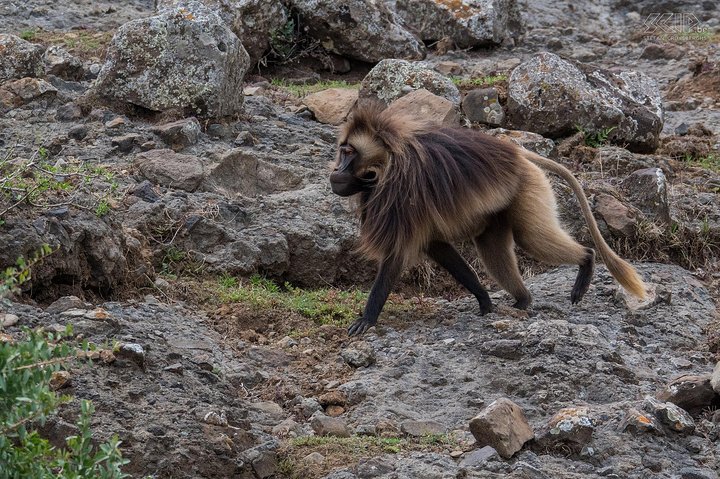 Day Trip From Addis Ababa See Historical Monastery,Stunning Nature,Animals,Birds