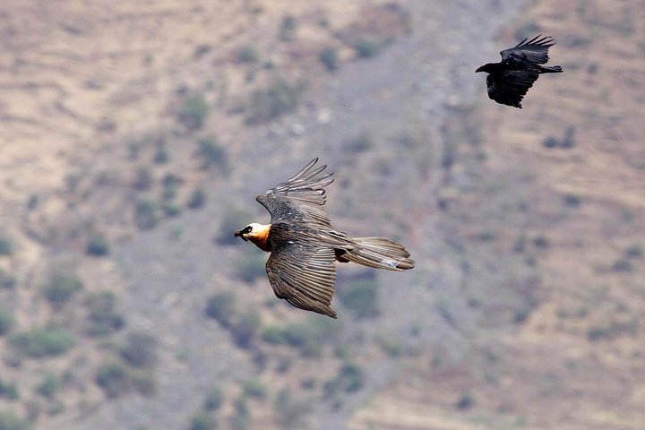 Day Trip From Addis Ababa See Historical Monastery,Stunning Nature,Animals,Birds