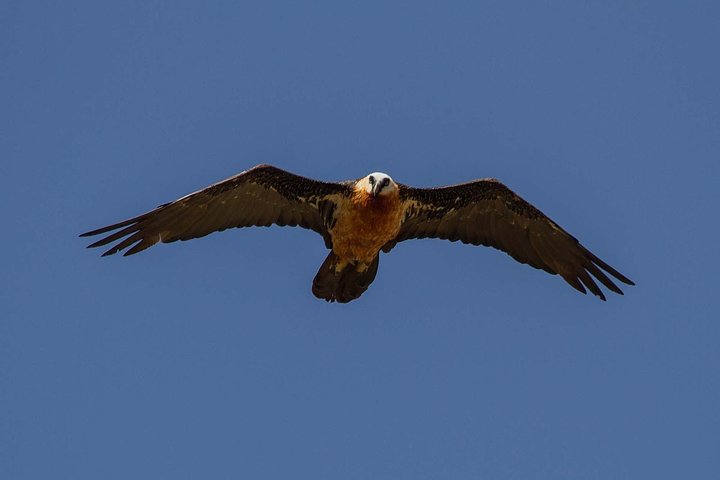 Day Trip From Addis Ababa See Historical Monastery,Stunning Nature,Animals,Birds