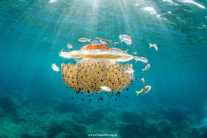 Boat Trip in Crete with Guided Snorkeling and Free Pick up!