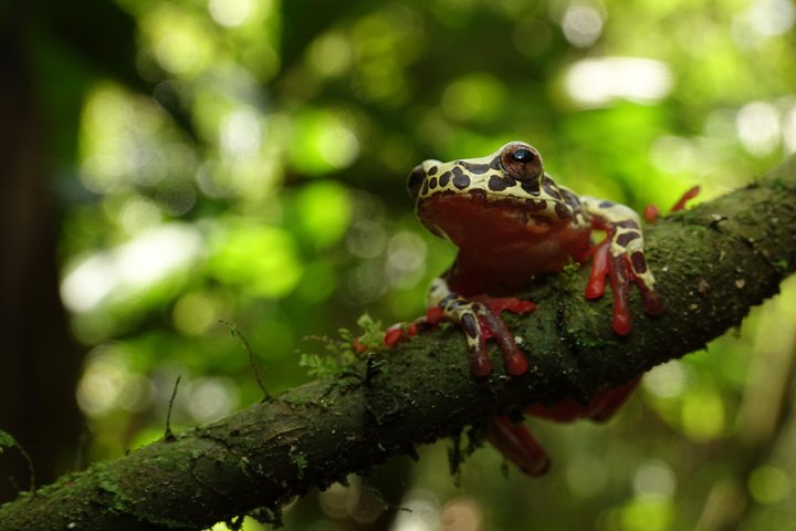 Tropical Escape: 3 Days Amazon Rainforest Tour from Quito
