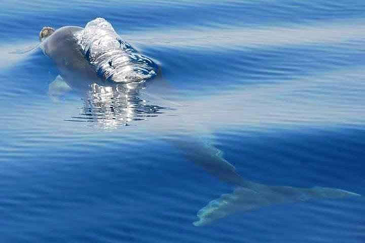 Dolphins Search and Benagil Caves from Albufeira