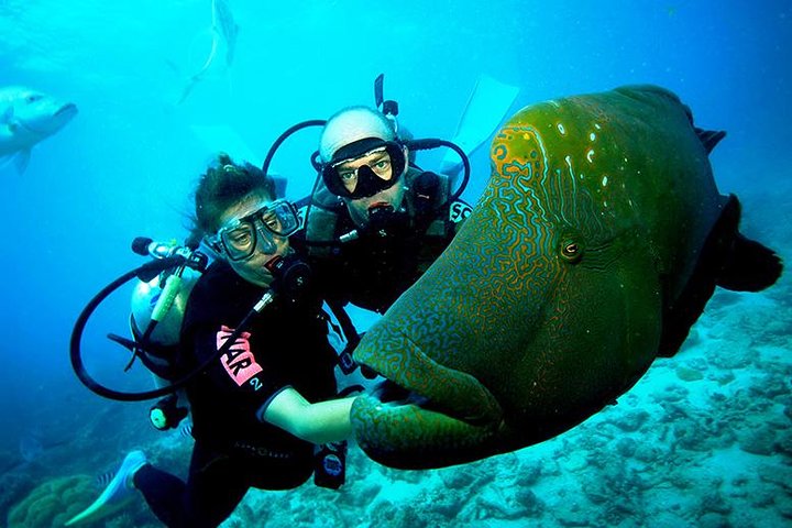 Try Scuba Diving In Havlock
