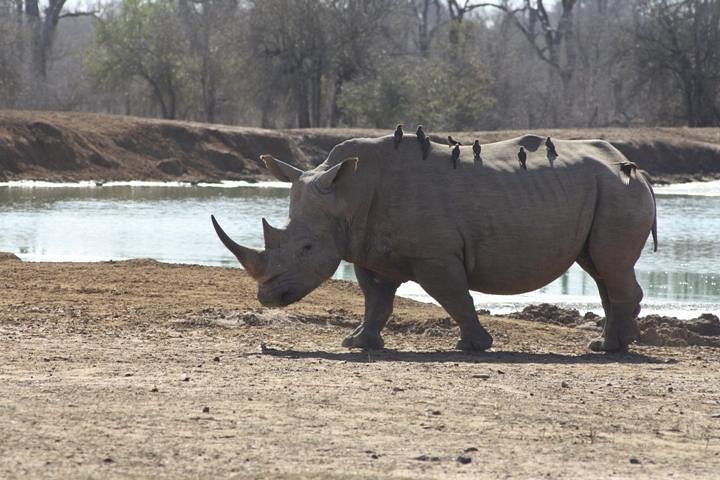 Full-Day Hlane Royal National Park Safari from Manzini