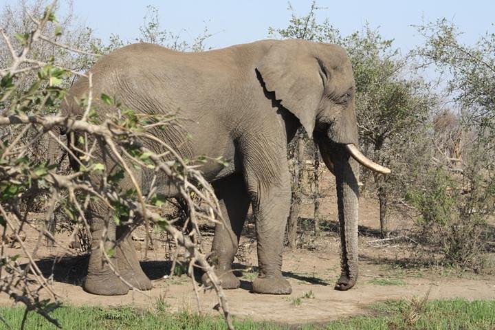 Full-Day Hlane Royal National Park Safari from Manzini