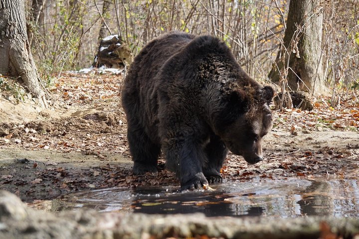 One day trip Bear Sanctuary, Dracula Castle, Rasnov Fortress from Brasov