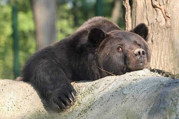 One day trip Bear Sanctuary, Dracula Castle, Rasnov Fortress from Brasov
