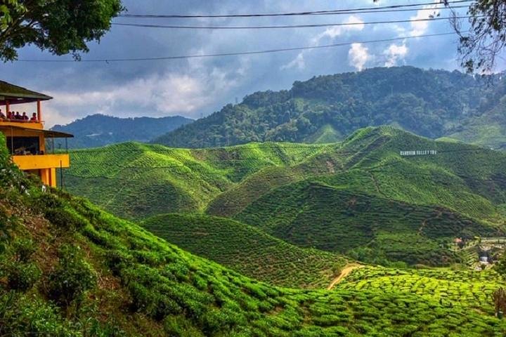 Cameron Highland Best Day Tour from Ipoh with Lunch ( Day Trip)