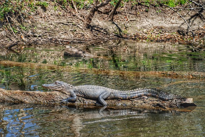 Swamp Boat Ride and Oak Alley Plantation Tour from New Orleans