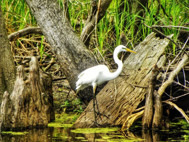 Swamp Boat Ride and Oak Alley Plantation Tour from New Orleans