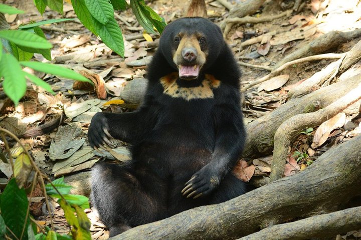 Labuk Proboscis, Sepilok, Sun Bear, Sandakan City Tour & Lunch
