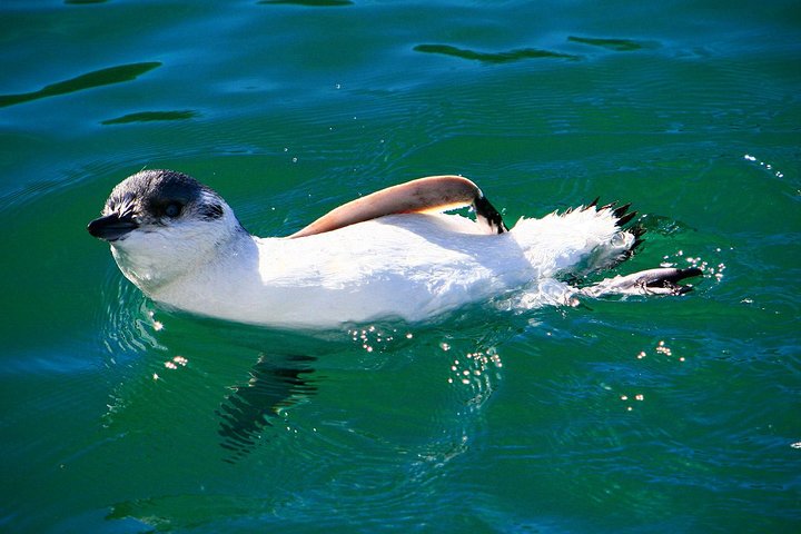 Iconic Wildlife Tour with Yellow Eyed Penguins & Royal Albatross