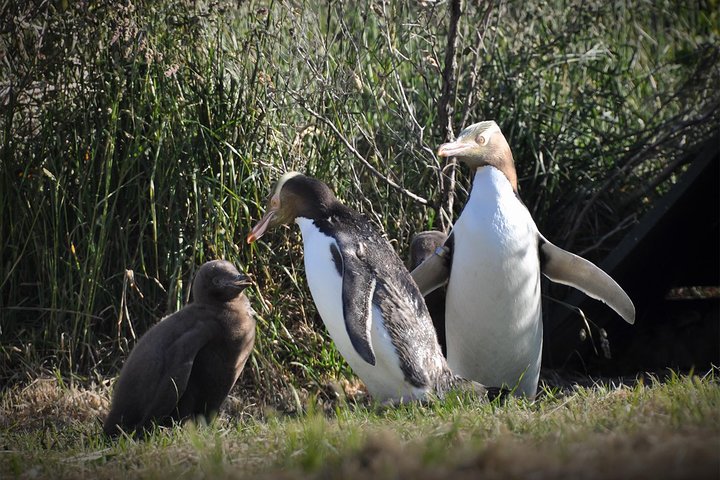 Iconic Wildlife Tour with Yellow Eyed Penguins & Royal Albatross