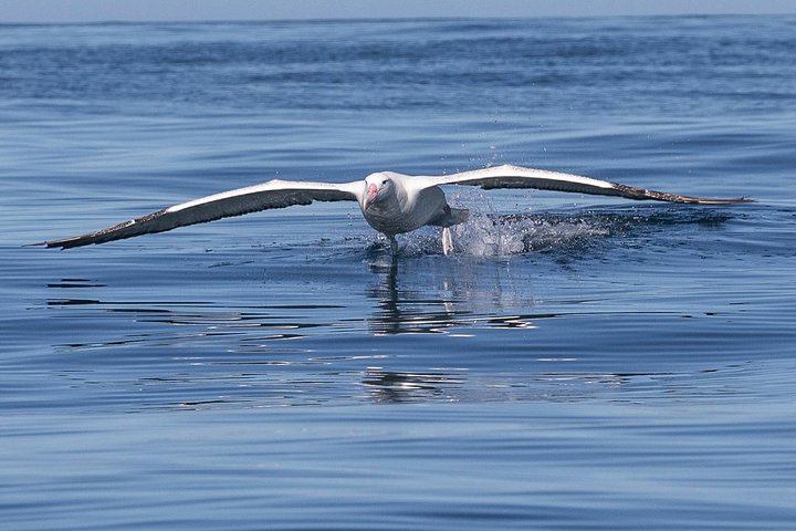 Iconic Wildlife Tour with Yellow Eyed Penguins & Royal Albatross