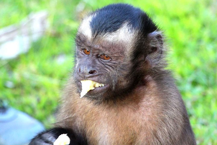 2 days Peruvian Amazon Tour from Iquitos
