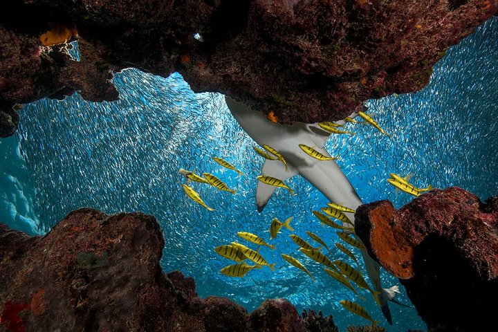 Ultimate Encounter Snorkel with Sharks in Fiji