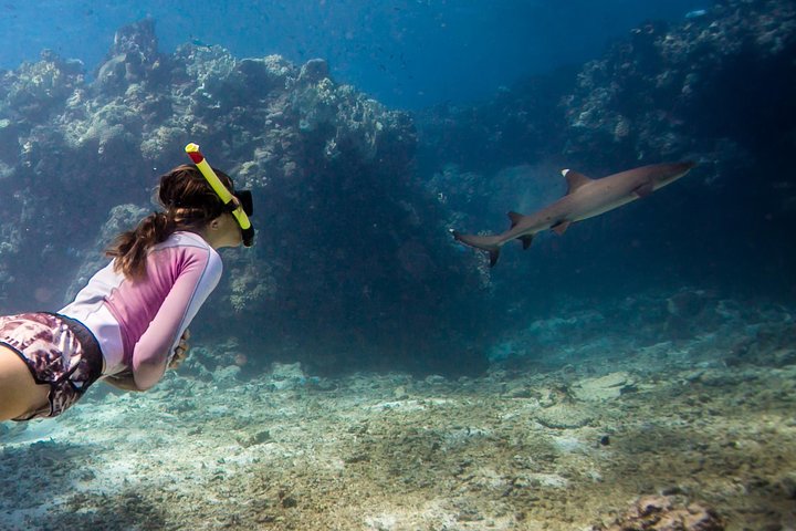 Ultimate Encounter Snorkel with Sharks in Fiji
