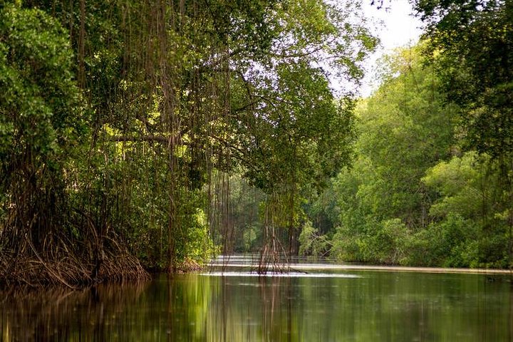 Caroni Bird Sanctuary Tour