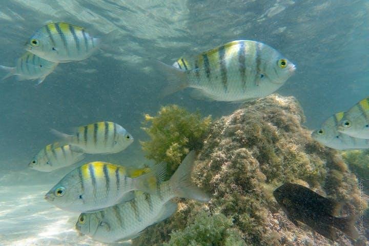 Snorkeling Catamaran Island Cruise
