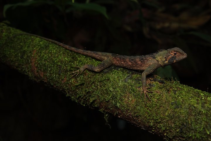 Tropical Escape: 3 Days Amazon Rainforest Tour from Quito