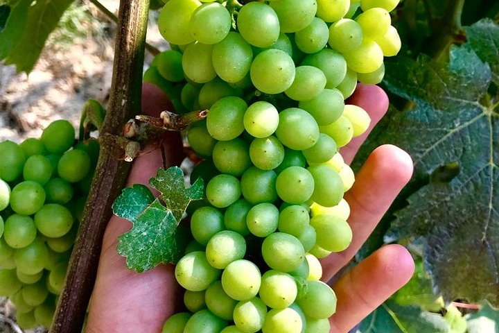 Taste Barolo and Barbaresco with a Sommelier. Piemonte Wine Tour