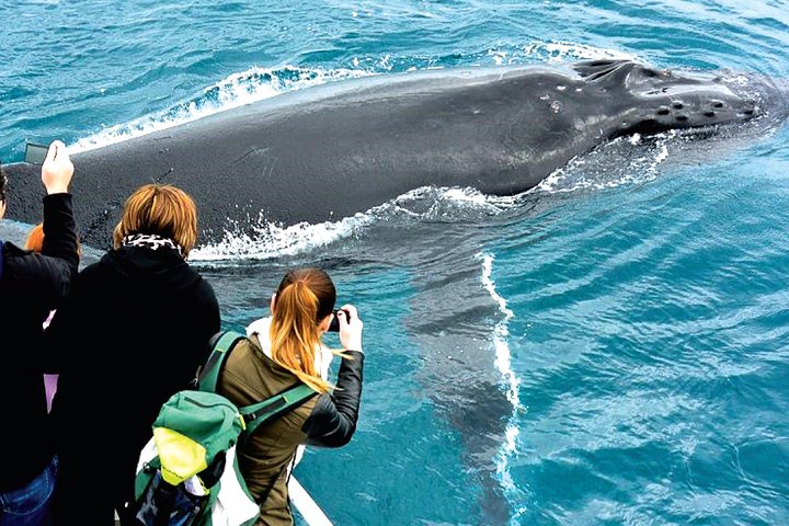Augusta Whale Watching Tour