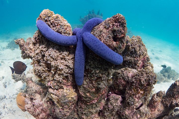 6 hour Ningaloo Reef Snorkel and Wildlife Adventure