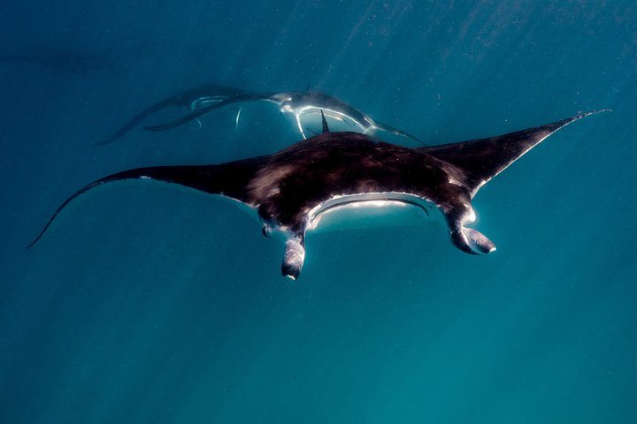 6 hour Ningaloo Reef Snorkel and Wildlife Adventure