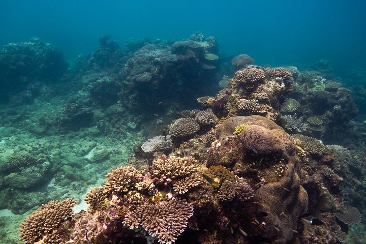 6 hour Ningaloo Reef Snorkel and Wildlife Adventure