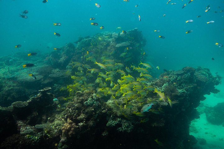 2.5 hour Snorkel / Turtle Tour on the Ningaloo Reef, Exmouth