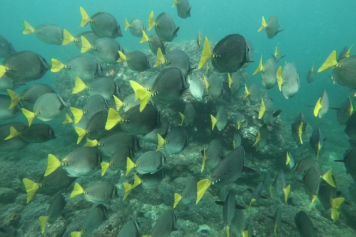 Full-Day Experience in Banderas Bay