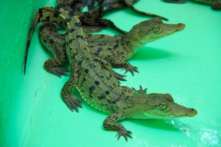 Puerto Angel Exotic Animal Wildlife Experience