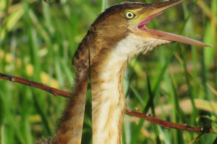 Birding Pipeline Road from Panama City or Gamboa