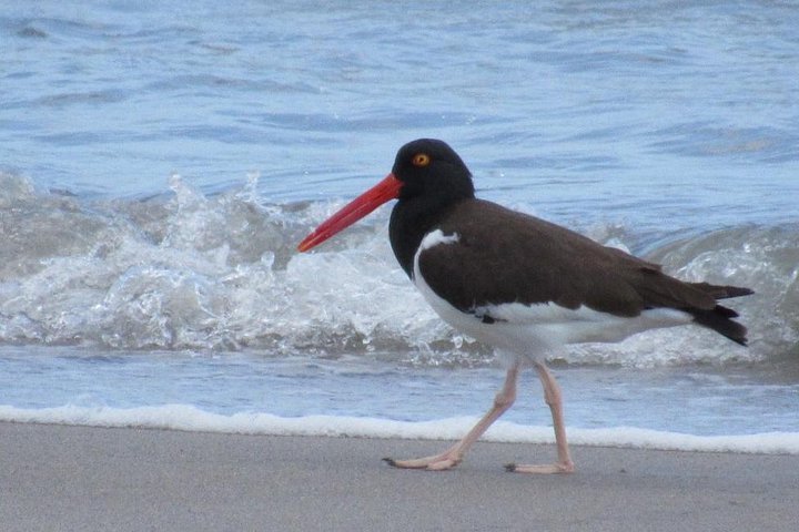 Birding Pipeline Road from Panama City or Gamboa