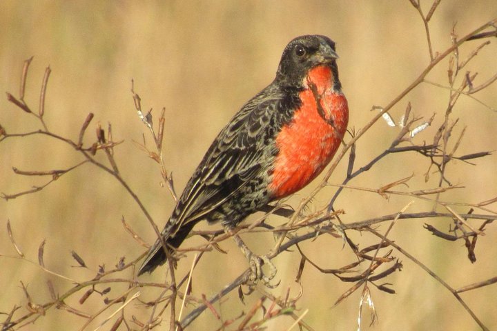 Birding Pipeline Road from Panama City or Gamboa