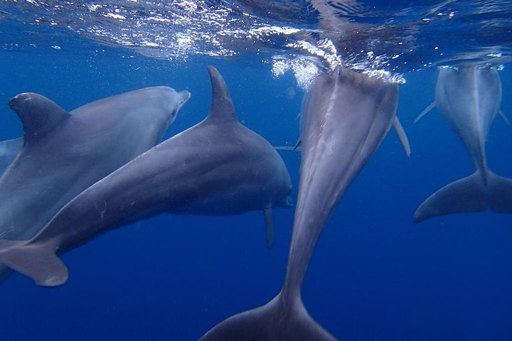 Kizimkazi Dolphin Tour