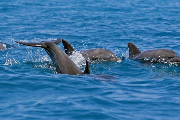 Kizimkazi Dolphin Tour