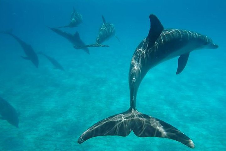Kizimkazi Dolphin Tour