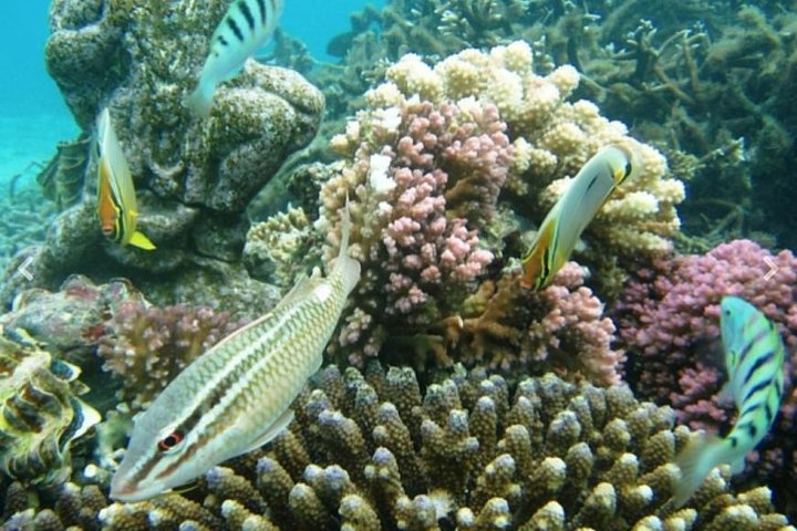 Spectacular Catamaran trip to Ile Aux Cerf with Lunch & Transfer