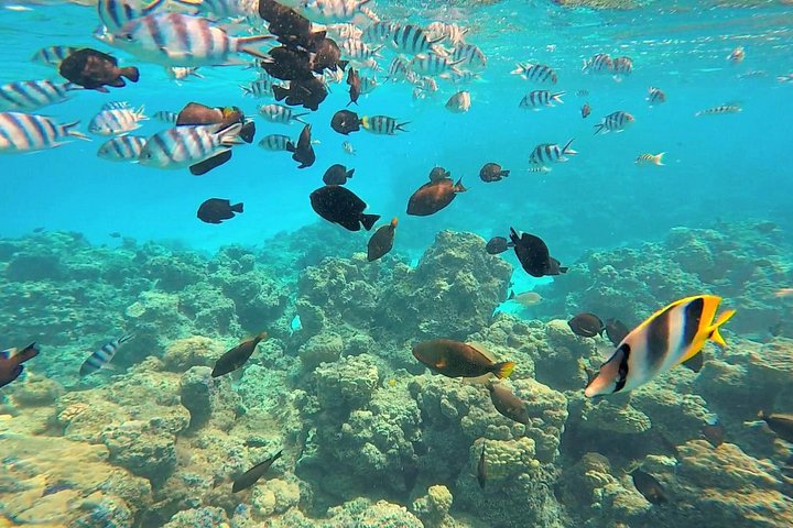 Catamaran to Ile aux Cerf with Parasailing, Tube Riding & Lunch