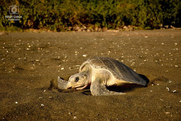 Turtle Nesting Tour in Corozalito