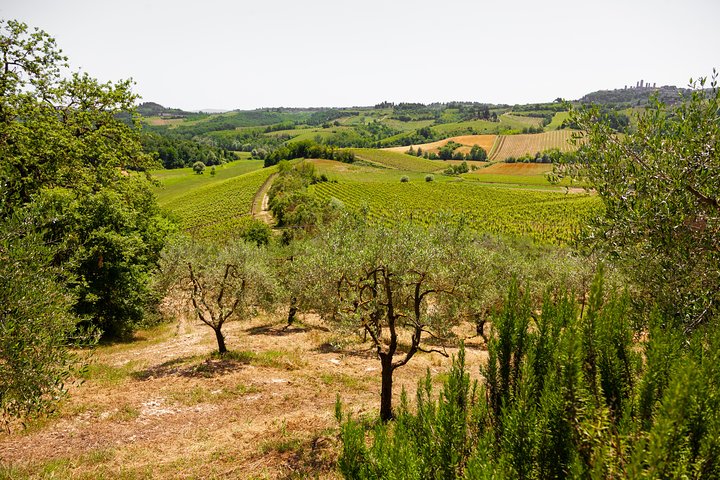 Tuscany Day Trip from Florence: Siena, San Gimignano, Pisa and Lunch at a Winery