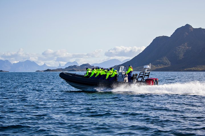 Sea Eagle Safari from Svolvær to Trollfjorden