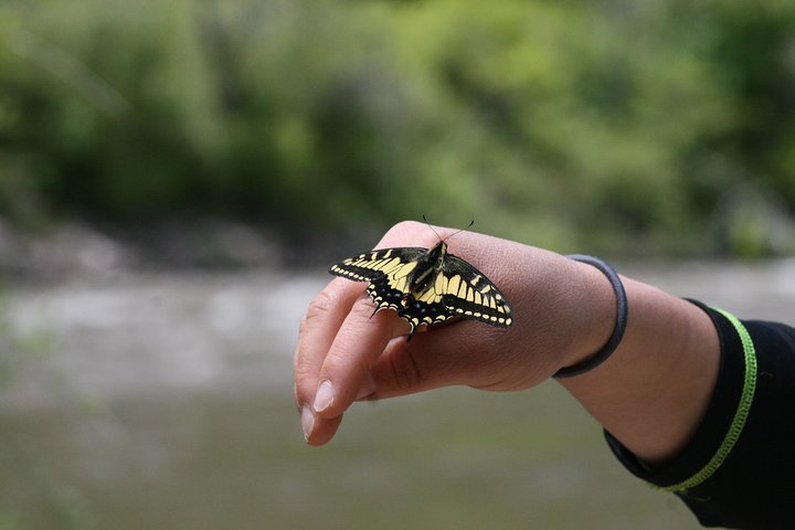 Glenwood Springs Half-Day Rafting Trip
