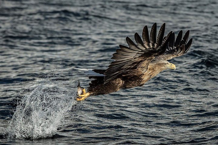 Sea Eagle Safari from Svolvær to Trollfjorden