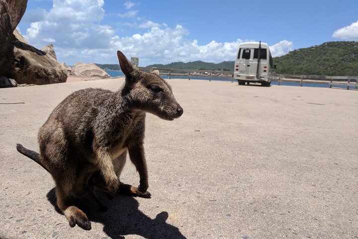 Magnetic Island Tour Maggie Comprehensive