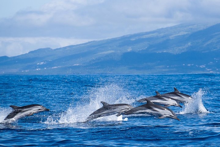 Azores Whale Watching Tour – Ponta Delgada